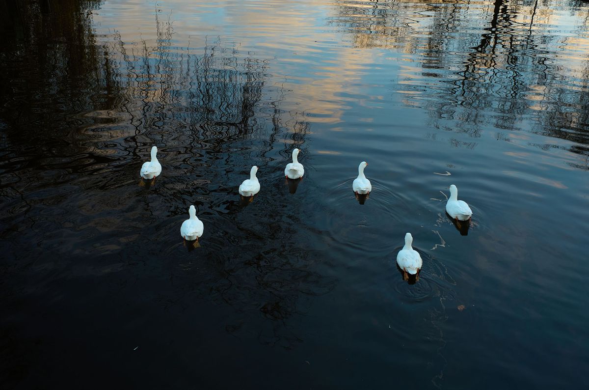 Ducks swimming in formation on a pond with reflections of the sky and trees, captured by photographer Sandeep Gajula