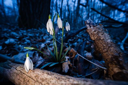 Galanthus nivalis – Schneeglöckchen