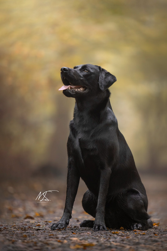 zwarte labrador met geel/oranje herfstige achtergrond