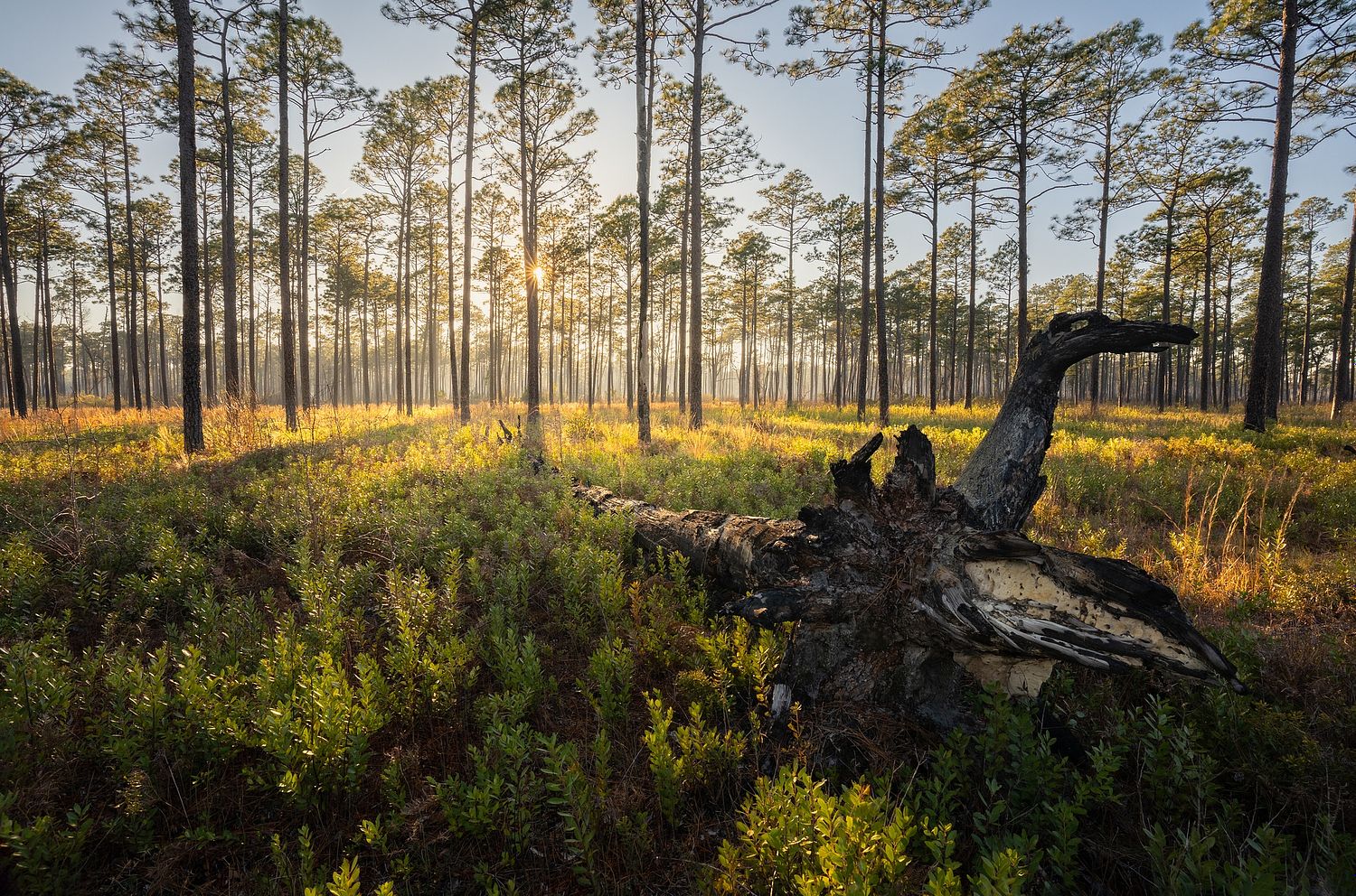 John Mauser Photography