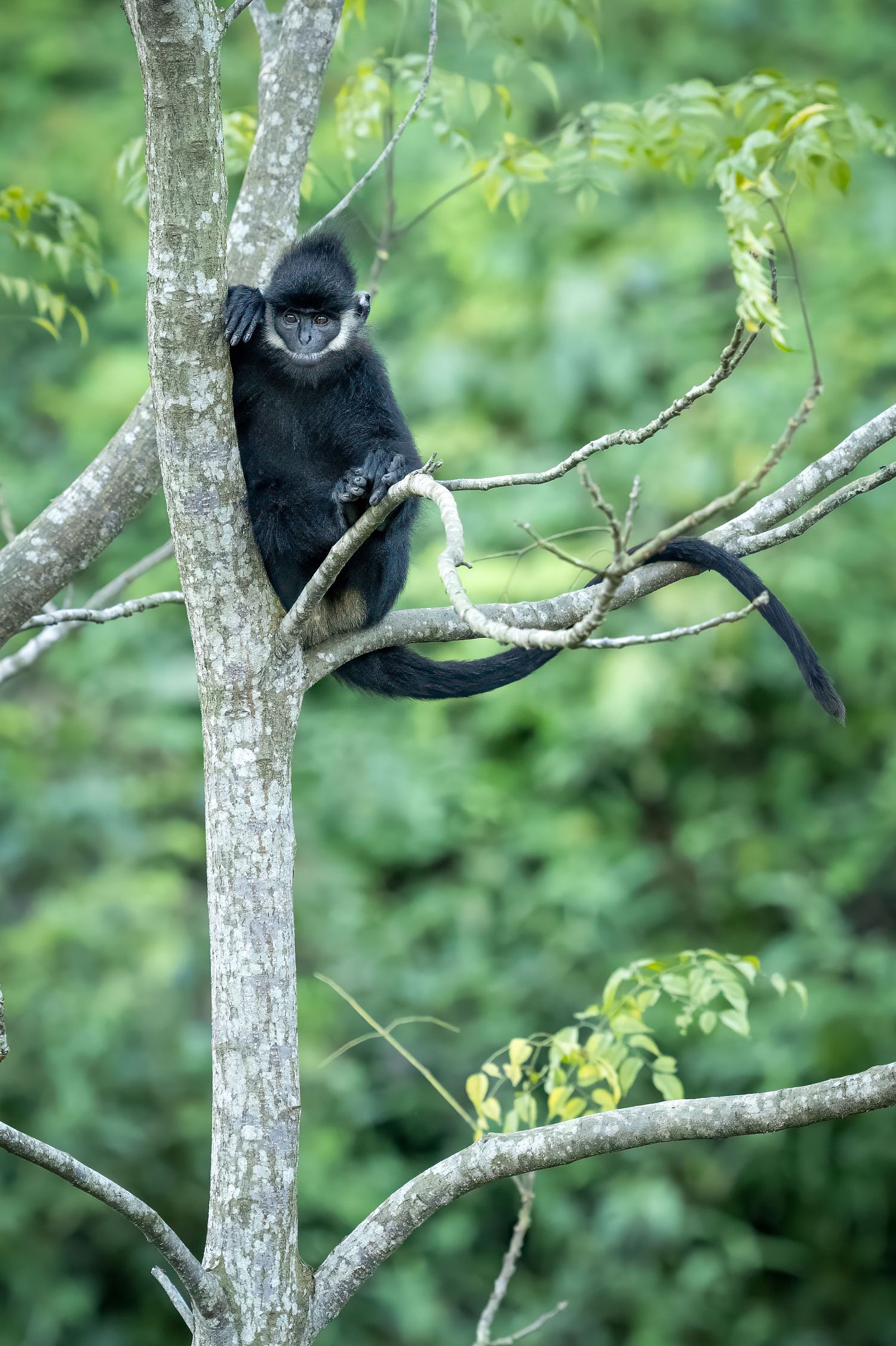 Hatinh Langur, Vietnam, Quang Binh Provence, endangered species
