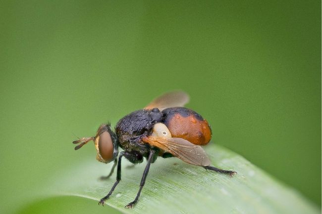 Wunderschönes E-Book über Techniken der Makrofotografie