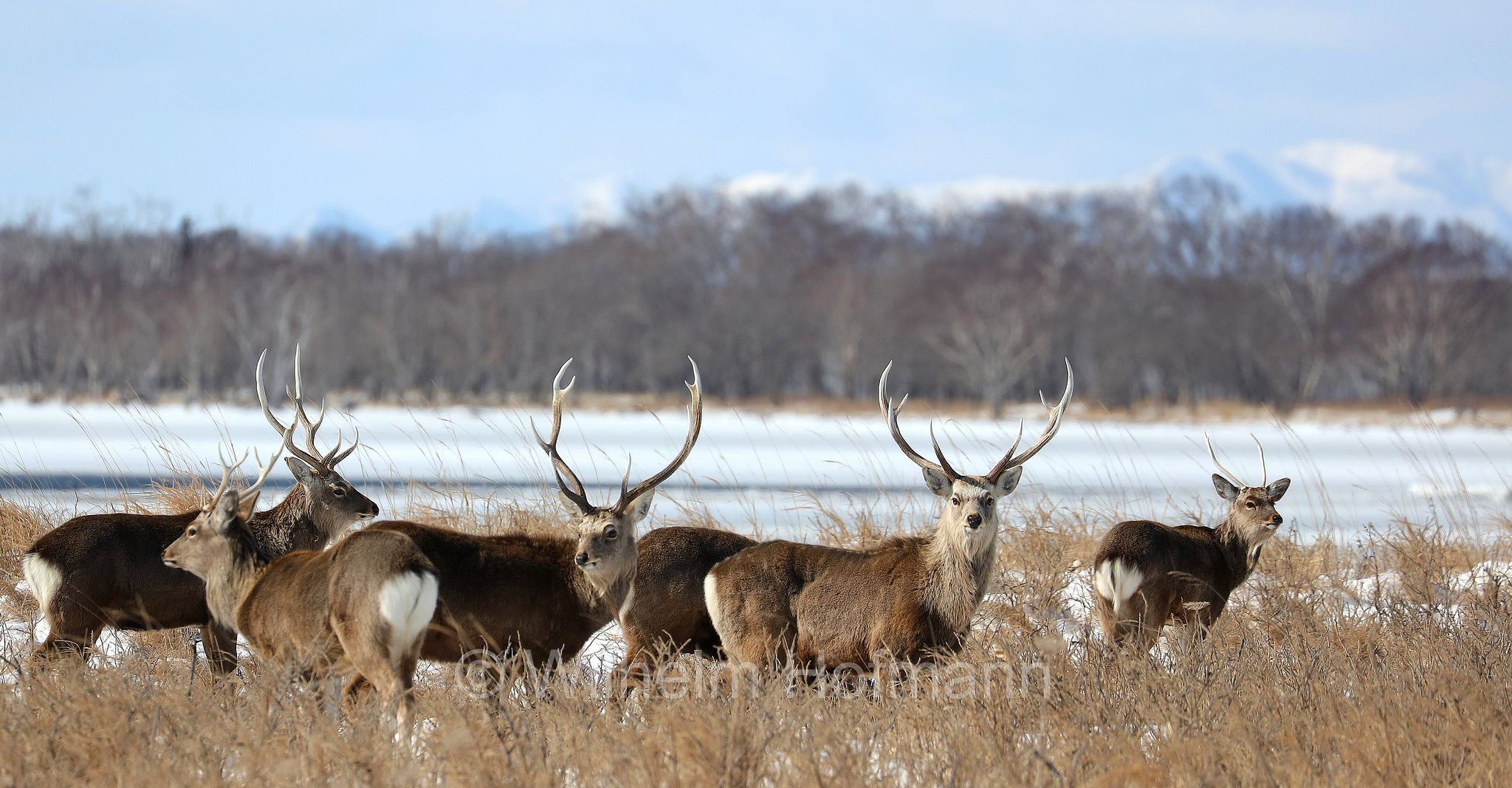 sika deer, northern spotted deer, Japanese deer, Sikahirsch, cervo sika, cervo shika, cervo del Giappone, Cervus nippon, Notsuke Peninsula, Notsuke Halbinsel, Penisola di Notsuke, Hokkaidō, Hokkaido, Japan, Giappone