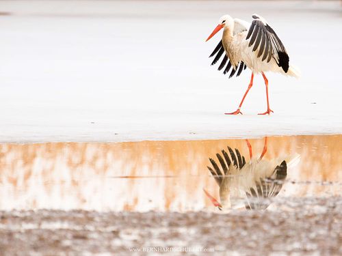 Ciconia ciconia - Weißstorch
