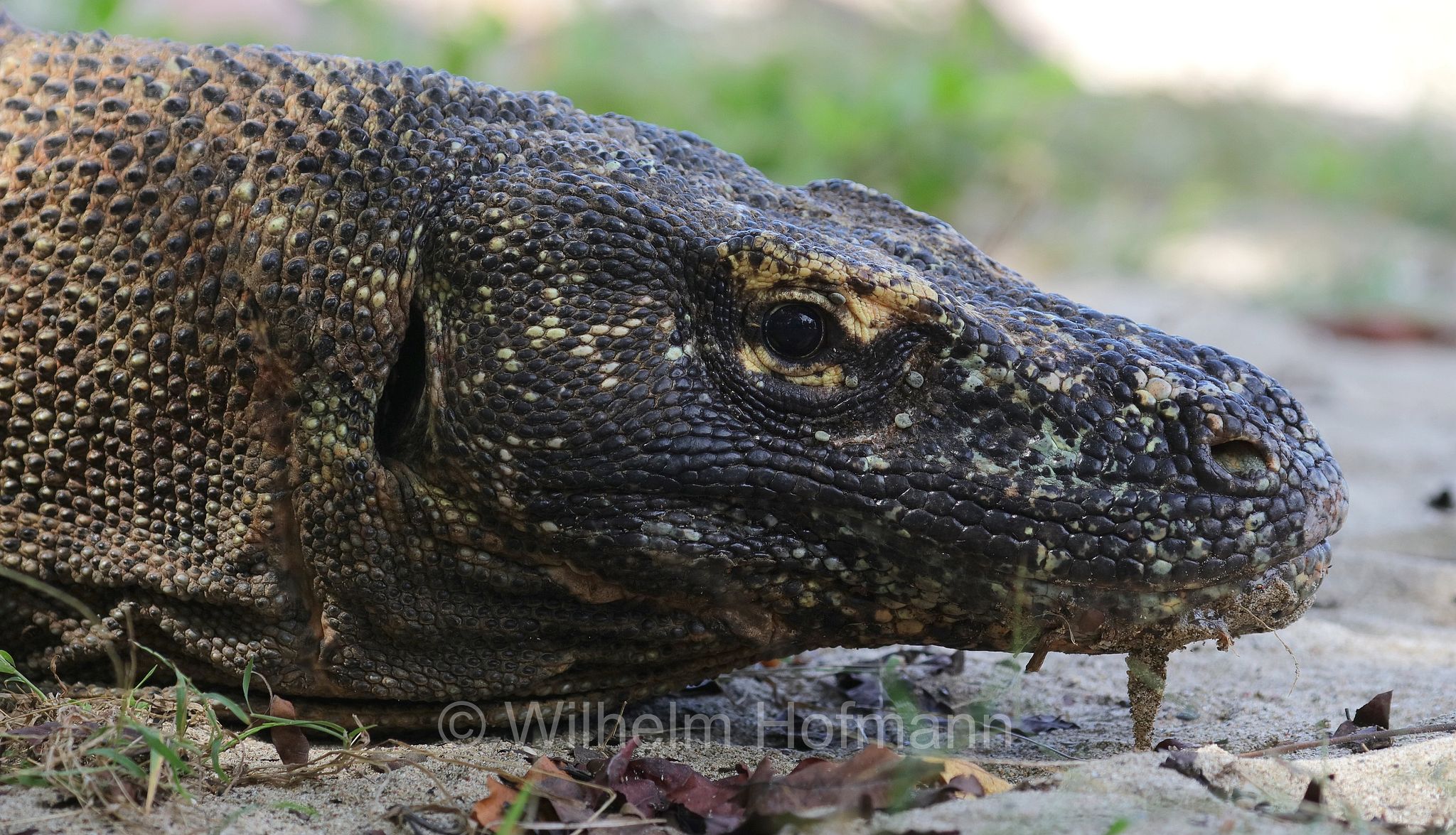 Komodo dragon, Komodo monitor, Komodowaran, Komododrache, varano di Komodo, drago di Komodo, Varanus komodoensis, Komodo Island, Komodo, Lesser Sunda Islands, Kleine Sundainseln, Piccole Isole della Sonda, Nusa Tenggara Islands, Kepulauan Nusa Tenggara, Indonesia, Indonesien