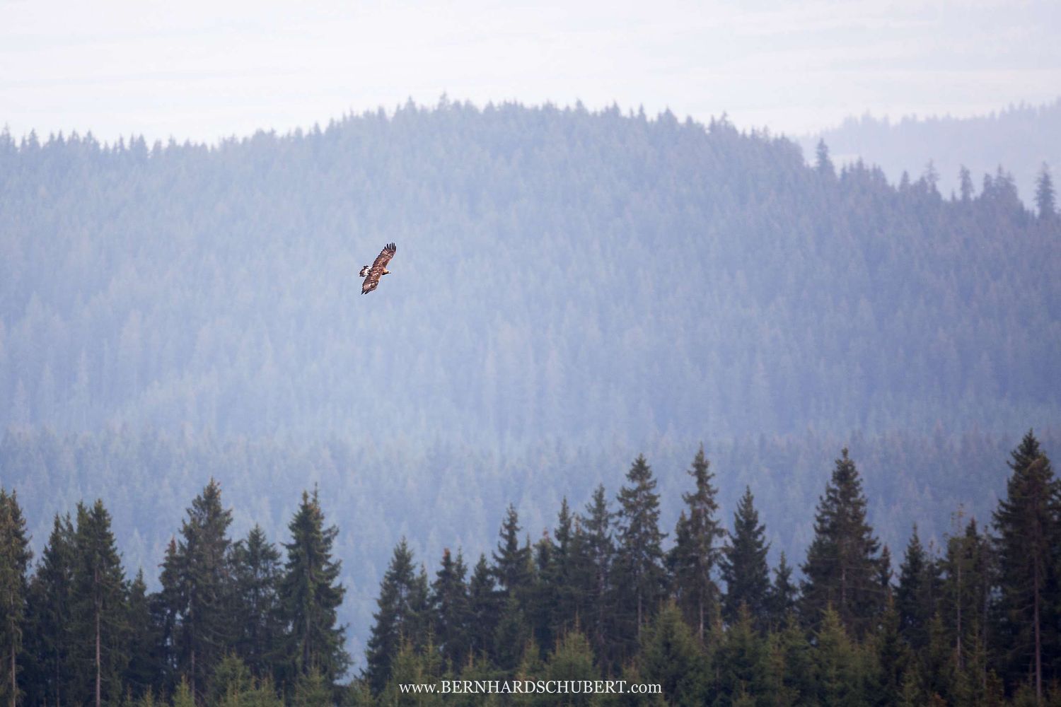 Golden eagle