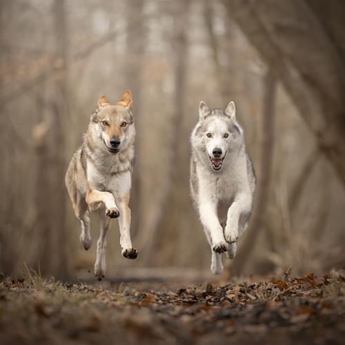 Hondenfotografie Uitgeest