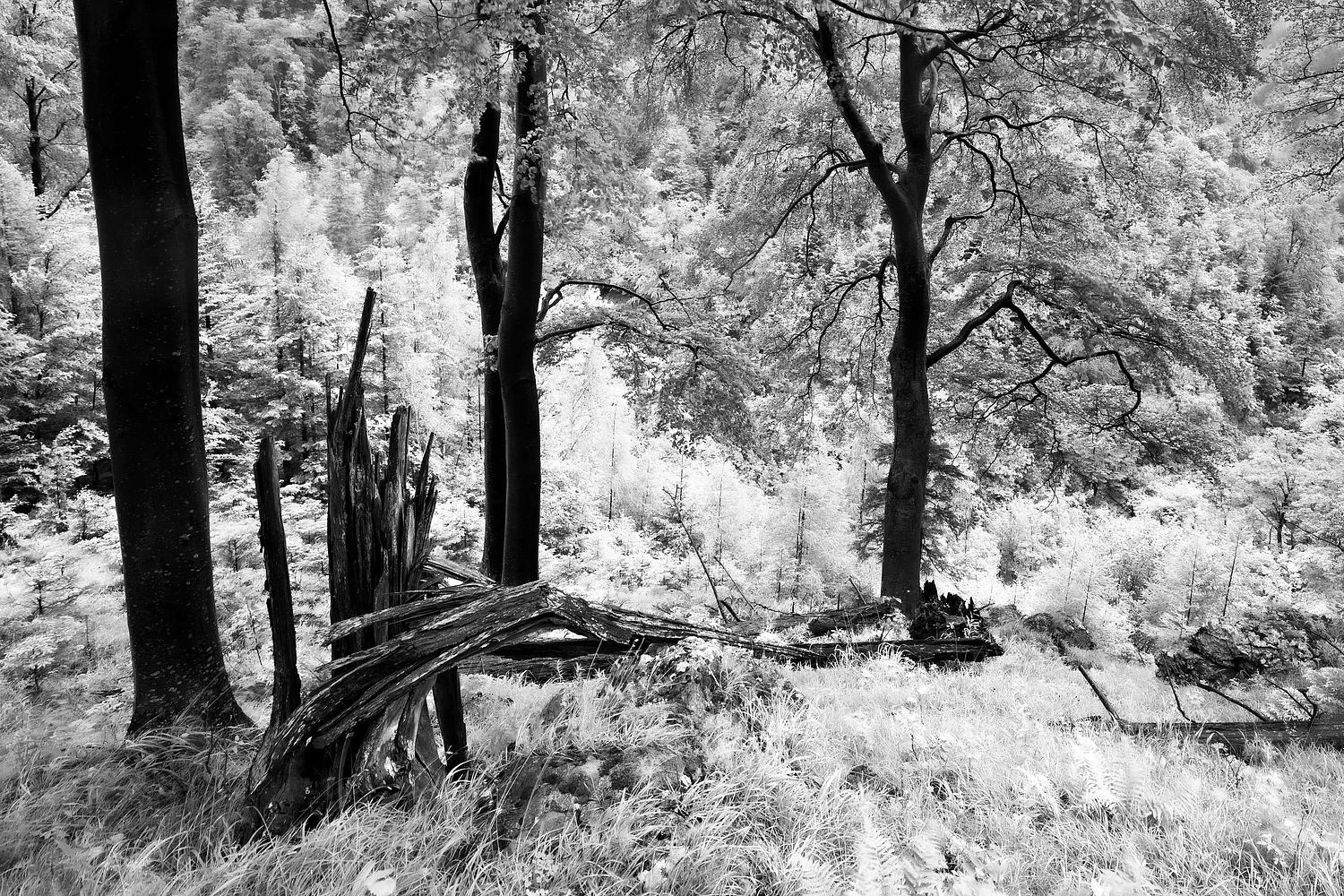 Wald in Hanglage