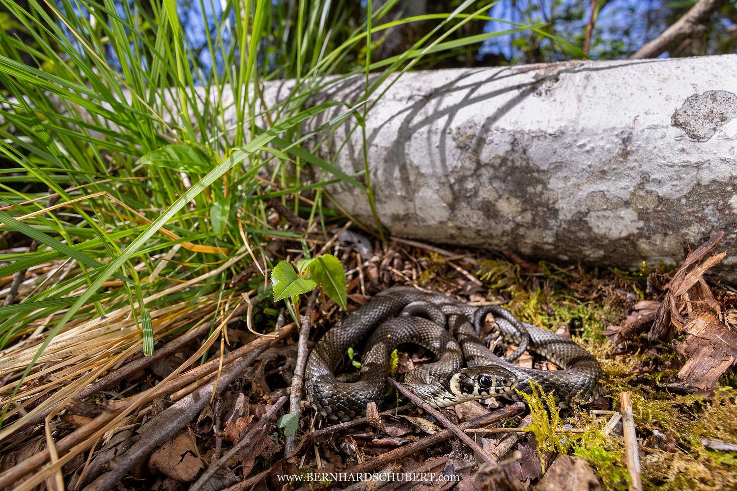 Natrix natrix - Grass snake