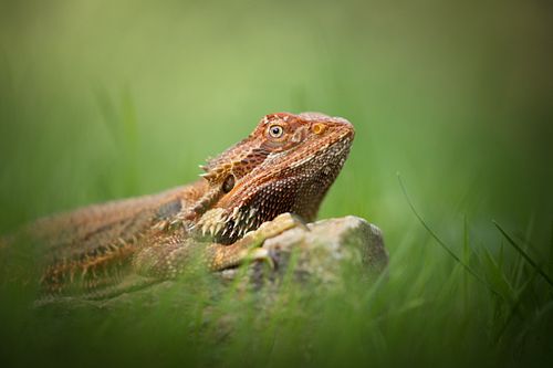 Welke dieren komen in aanmerking?