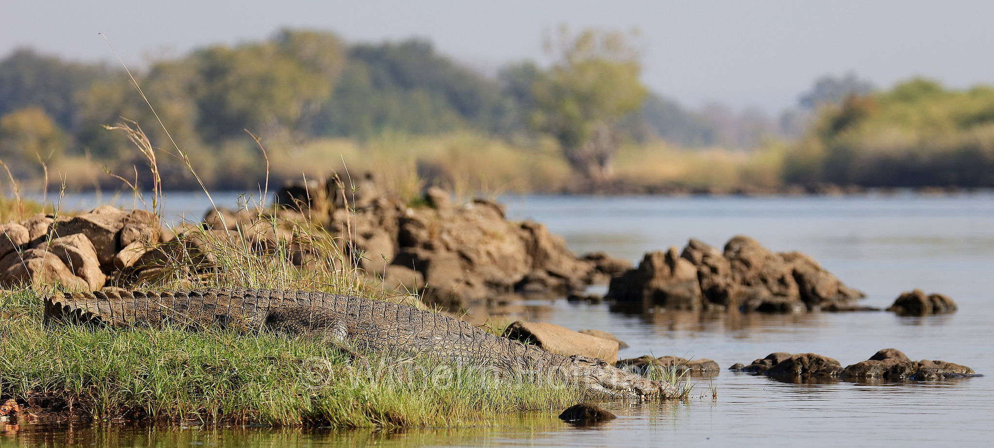 Nile crocodile, Nilkrokodil, coccodrillo del Nilo, Crocodylus niloticus, Zambesi, Sambesi, Zimbabwe, Simbabwe