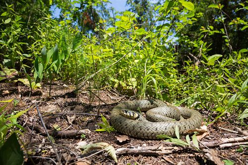 Natrix natrix - Ringelnatter