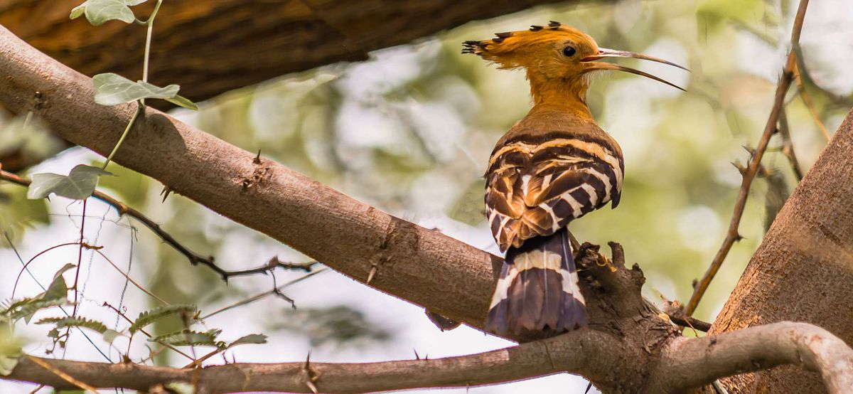 Bird, bird photography, forest jungle, macro,