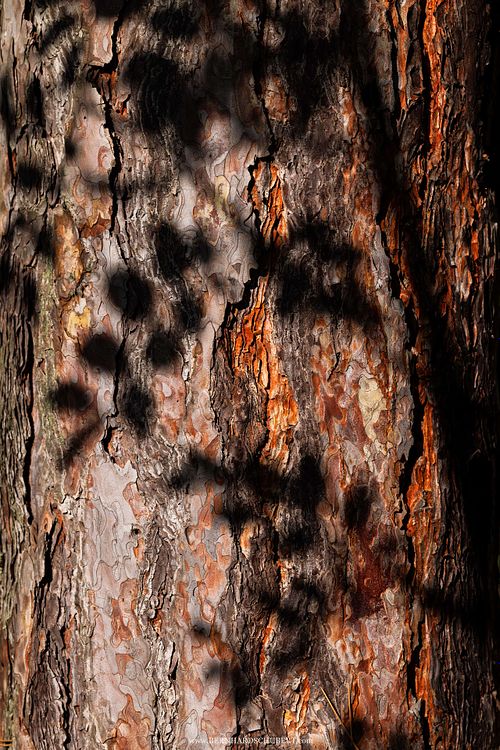 Pinus sp. bark with robinia shadow