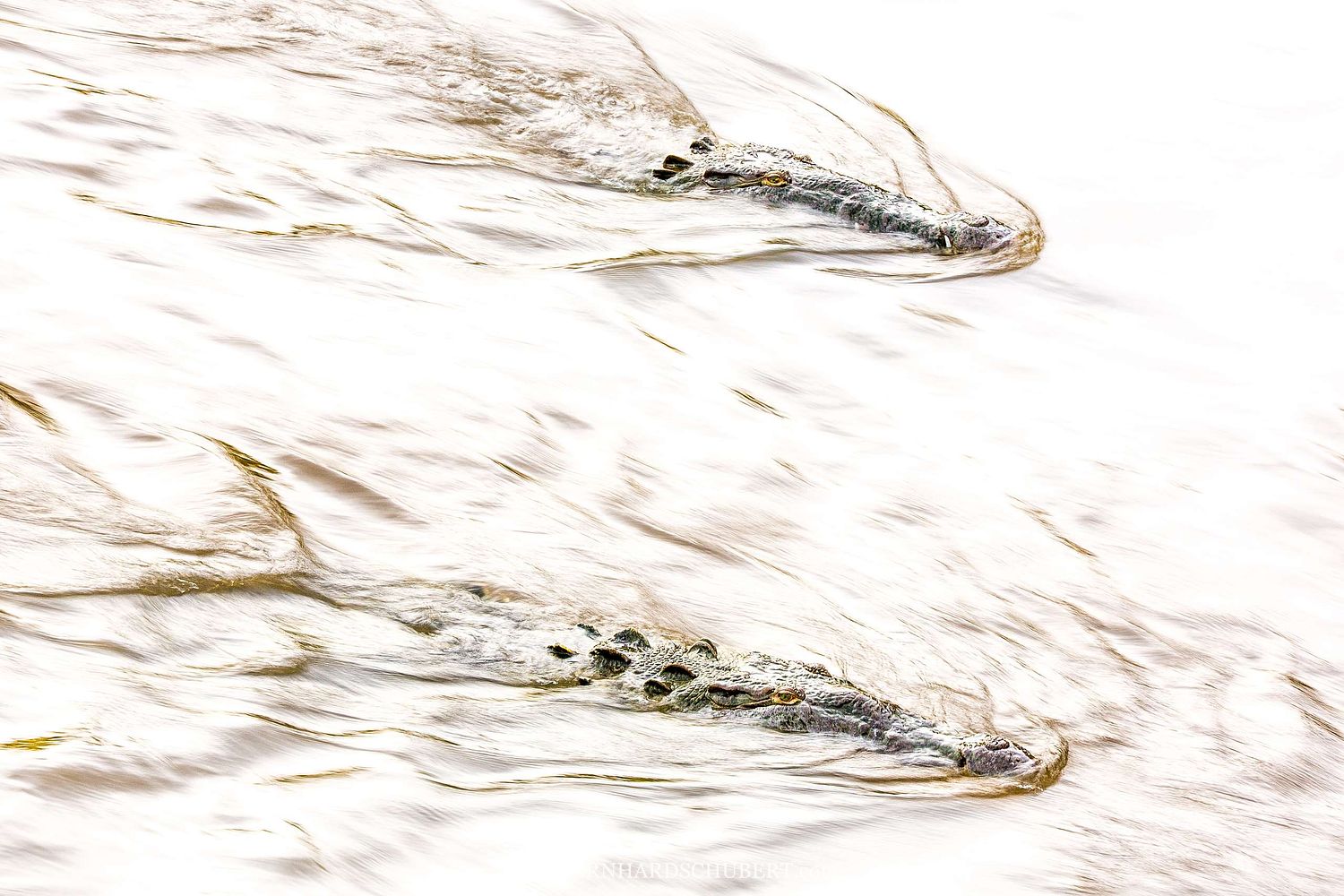 Crocodylus acutus - Spitzkrokodil