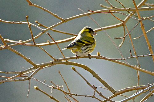 #kevadarkamas#blogifotod#lindudefotoalbum