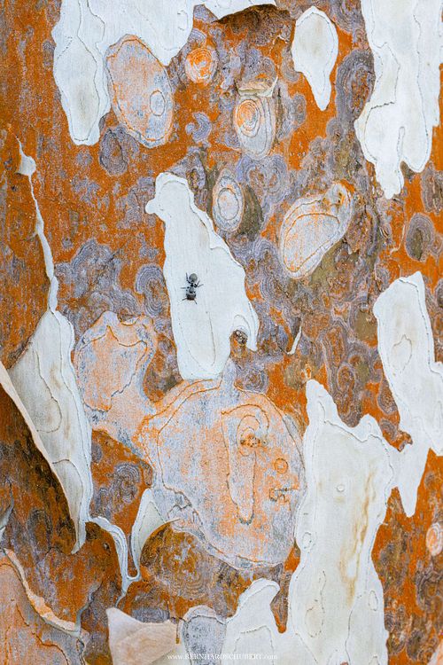 Cephalotes multispinosus - Gliding ant