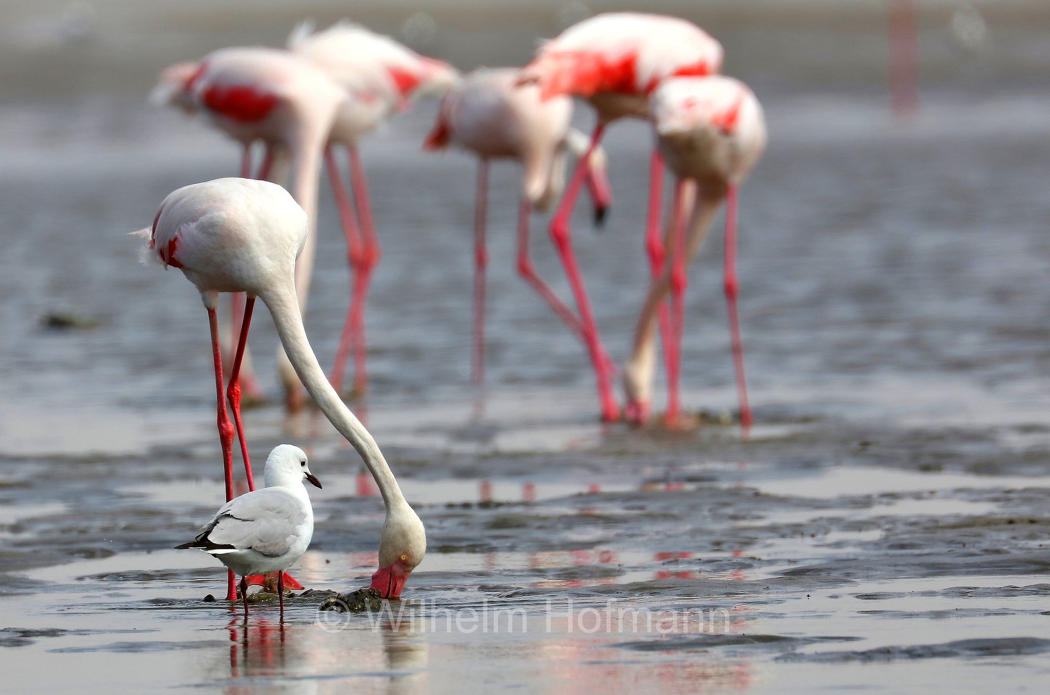 Greater flamingo, Rosaflamingo, fenicottero rosa, fenicottero maggiore, Phoenicopterus roseus, ﻿Walvis Bay Lagoon, Walfischbucht, Walvisbaai, Namibia