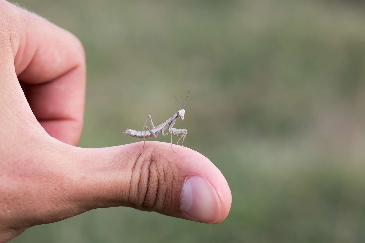 Ameles sp. – Zwergmantis
