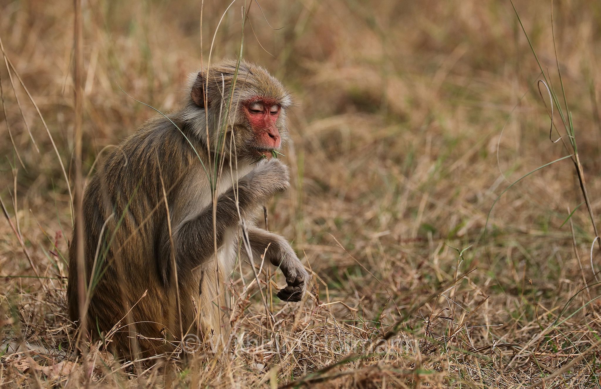 rhesus macaque, rhesus monkey, Rhesusaffe, macaco rhesus, reso, bunder, Macaca mulatta, Bandhavgarh National Park, Bandhavgarh-Nationalpark, parco nazionale di Bandhavgarh, Madhya Pradesh, India, Indien