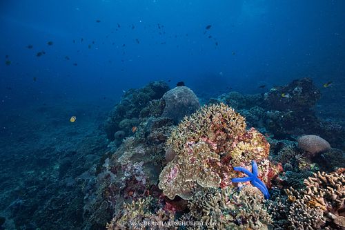 Linckia laevigata - Blue Linckia seastar