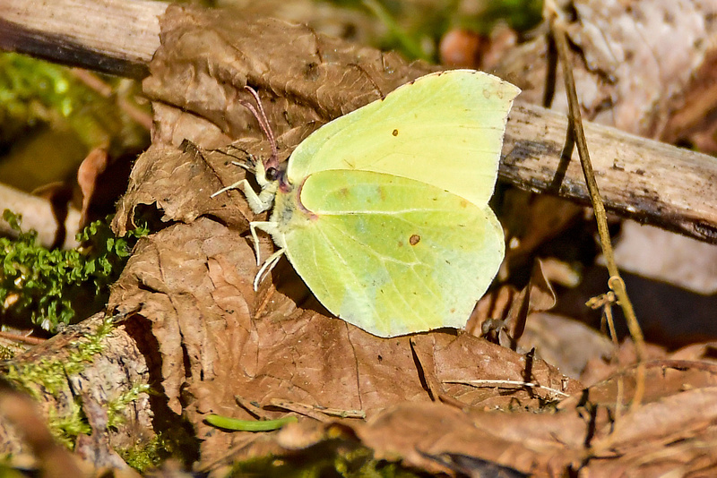 Saabuvad esimesed liblikad kevade kuulutajana.
