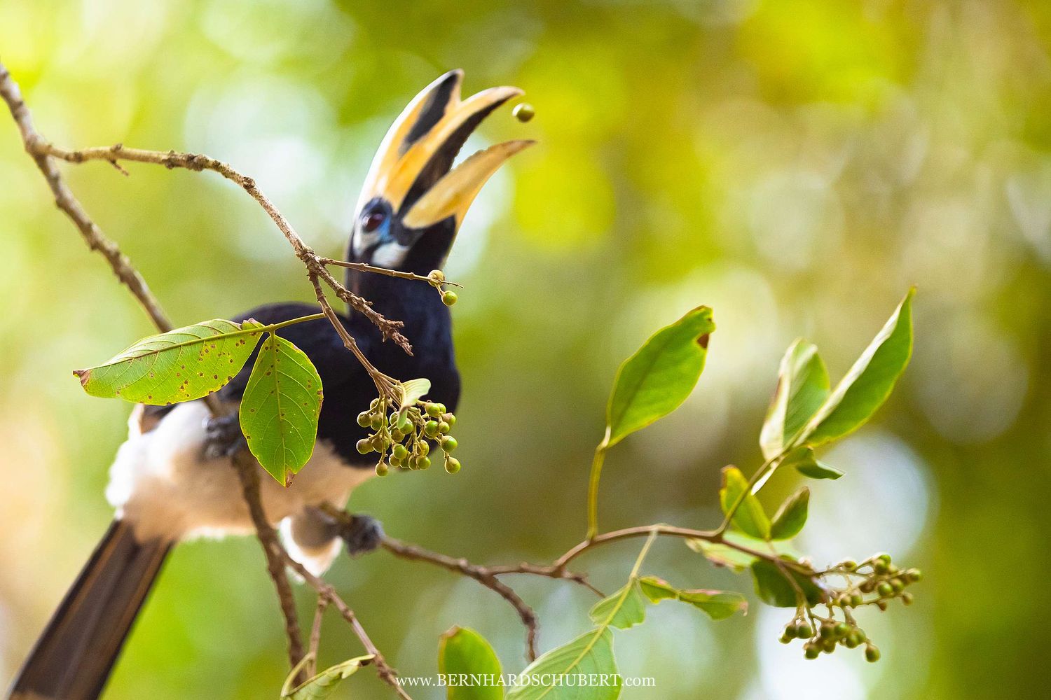 Anthracoceros albirostris - Oriental pied hornbill