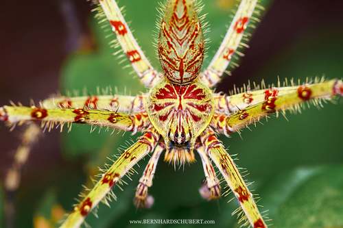 Heteropoda boiei - Lichen huntsman spider