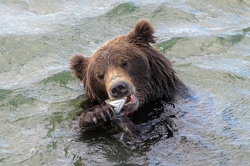 Brown Bear at Katmai National Park