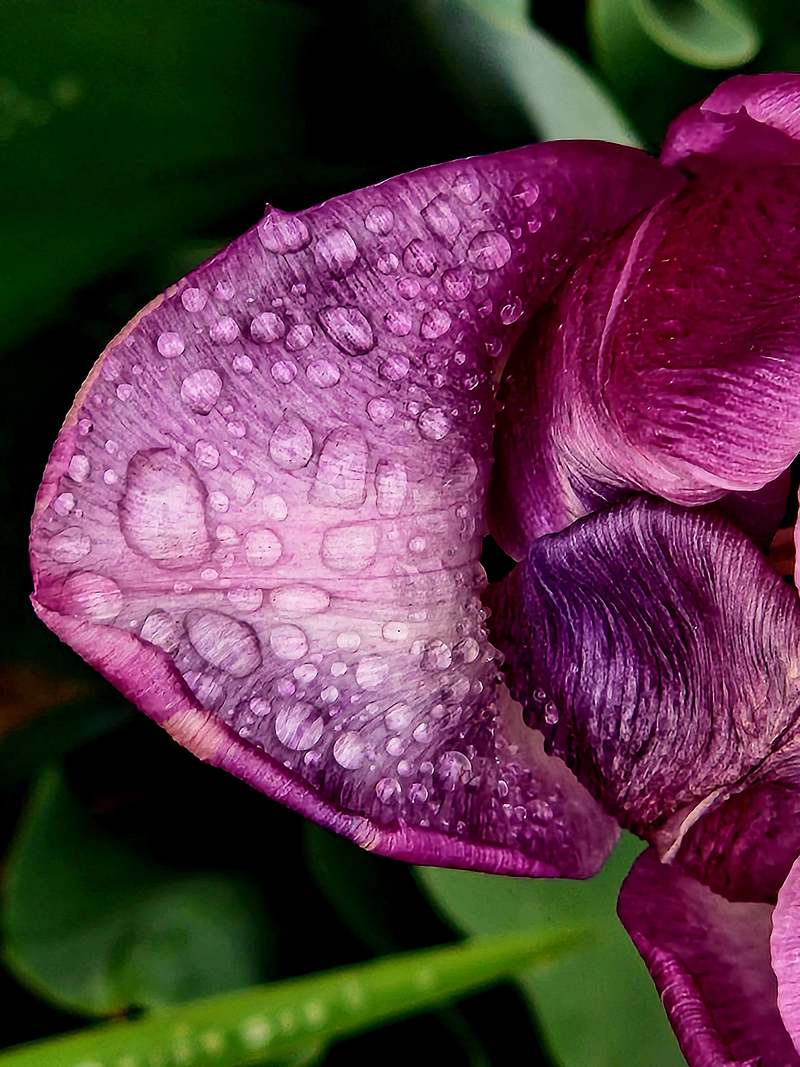 Macro