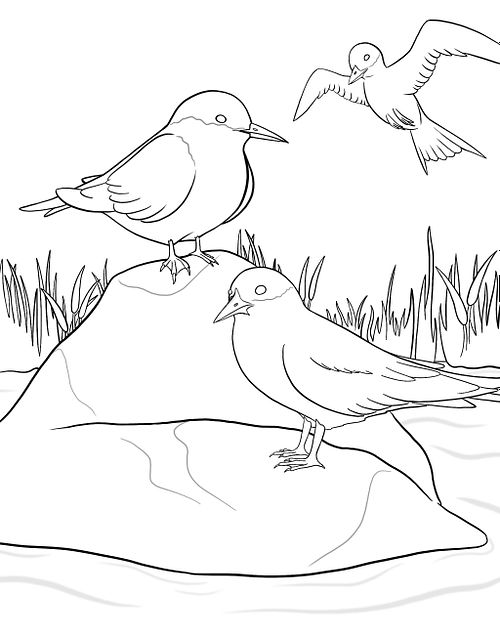 Marsh Tern and Arctic Tern