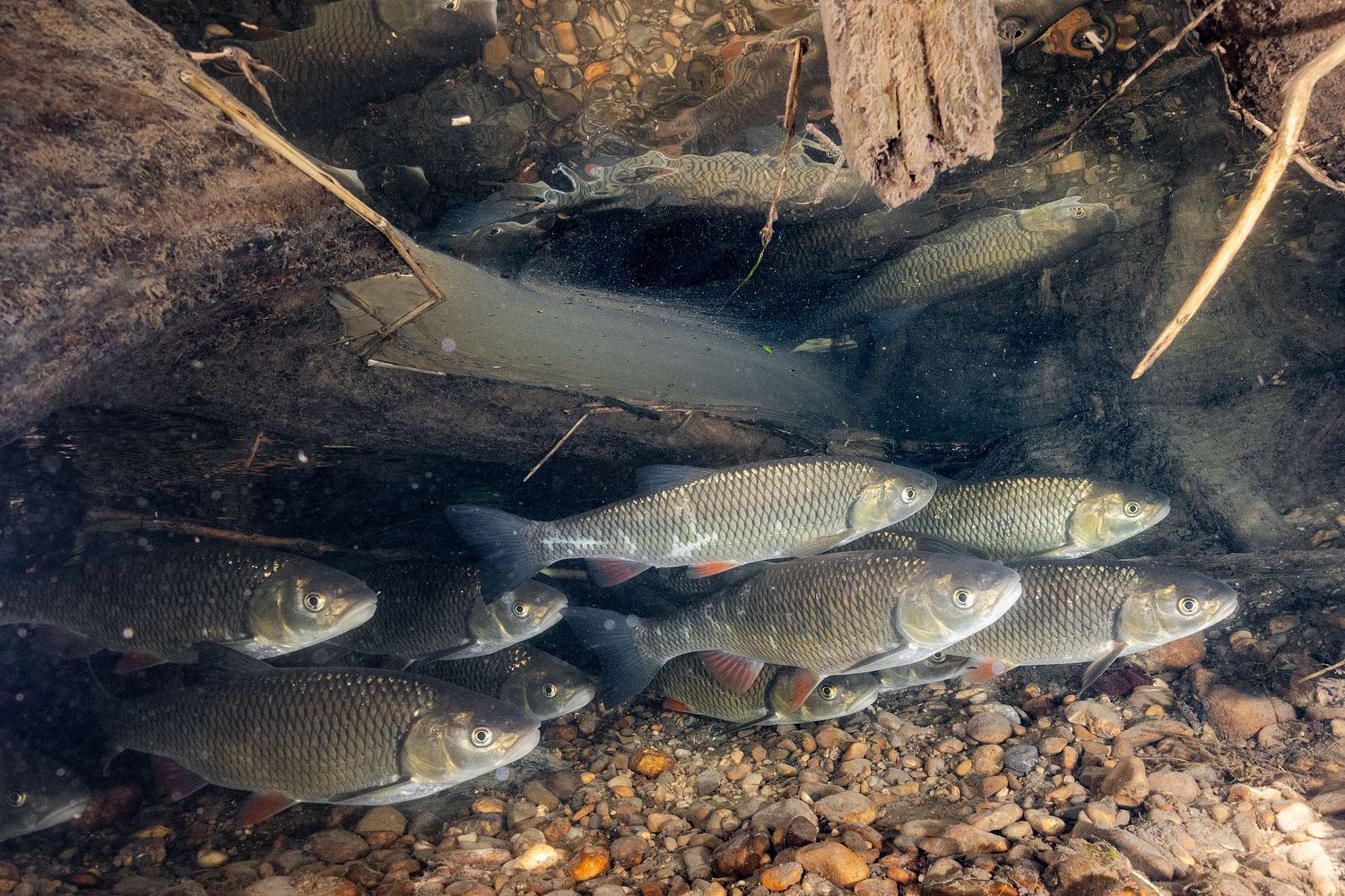 Squalius cephalus – Döbel