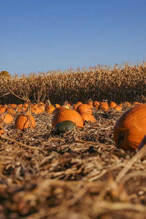 Pumpkin Field