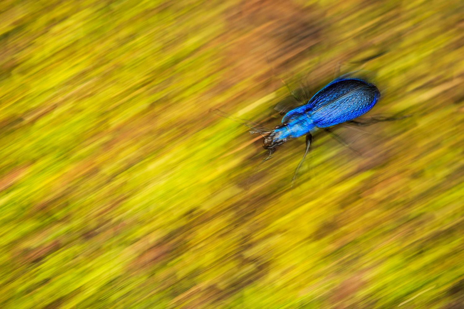 Carabus intricatus - Blue ground beetle