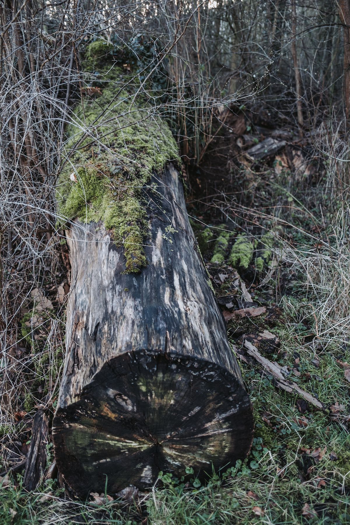 Fuji X100V ISO 500 Shutter Speed 1/125 - Aperture F2