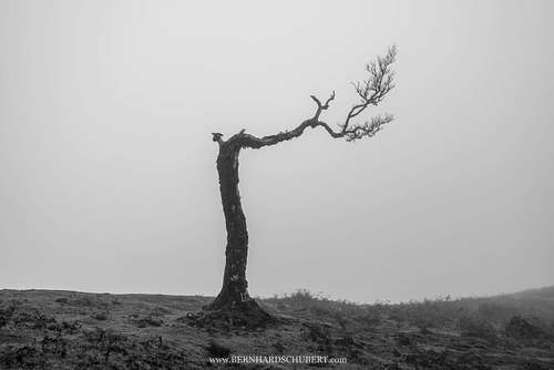 Dead laurel tree