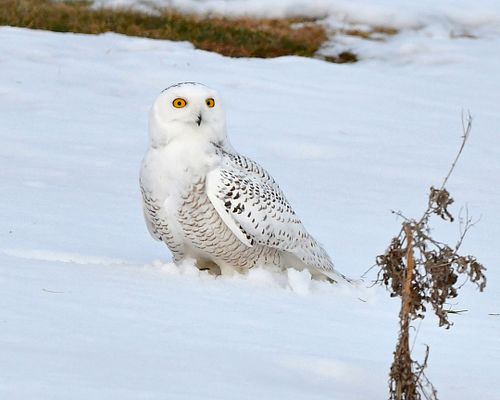 Snowy Owl Photography Workshop & Tour