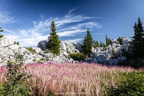 Chamaenerion dodonaei - Rosmarin-Weidenröschen im Velebit