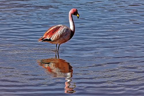 Flamands roses dans les lagunes Sud Lipez en Bolivie
