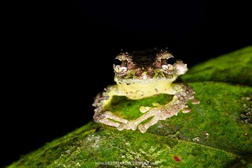 Philautus macroscelis – Mossy bush frog