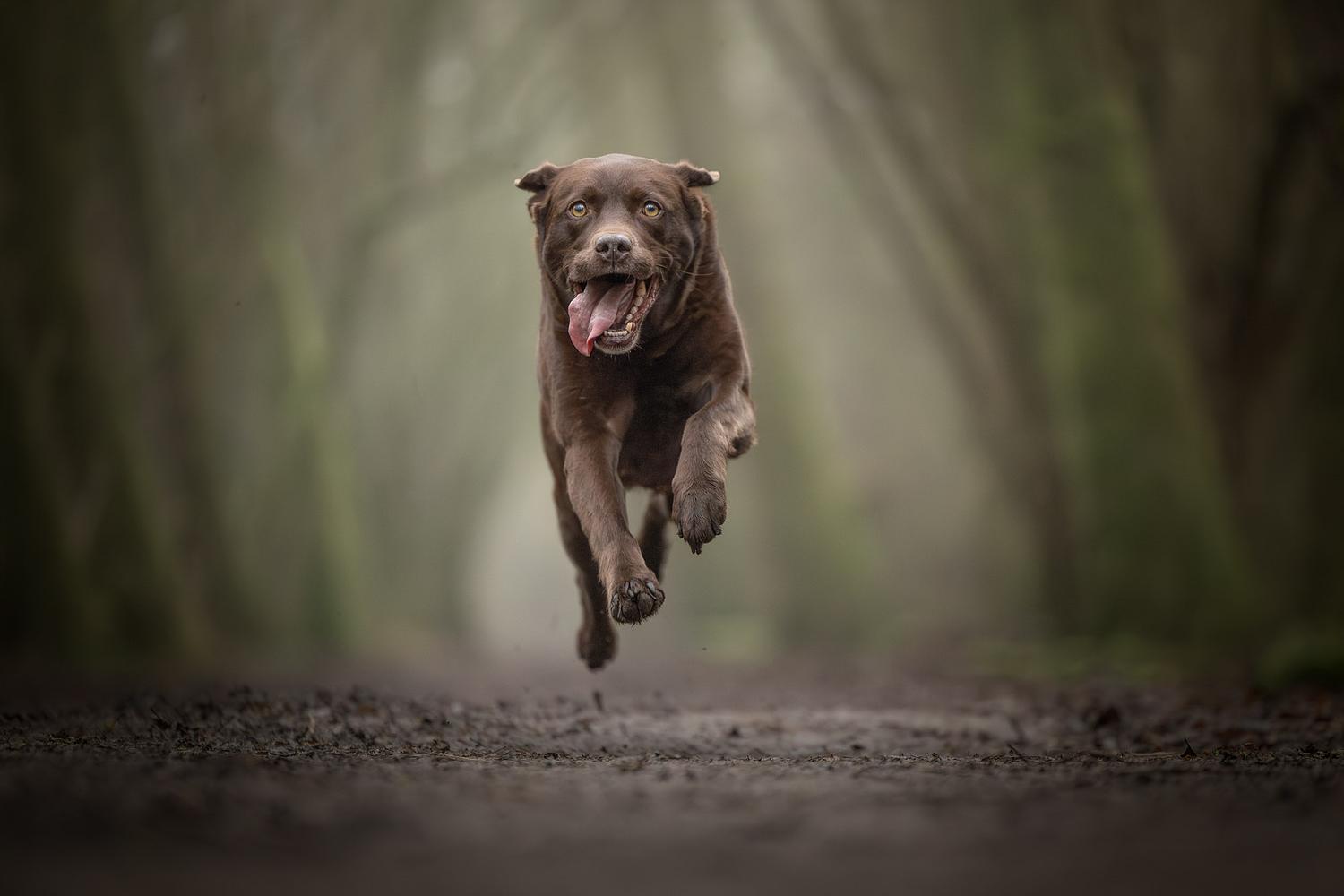 NLS Dierenfotografie