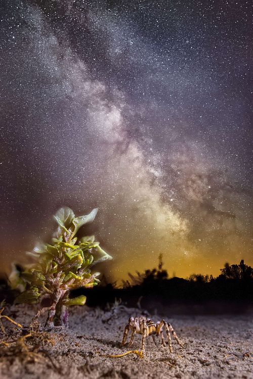 Lycosa singoriensis - South Russian tarantula - during night, photographed by Bernhard Schubert
