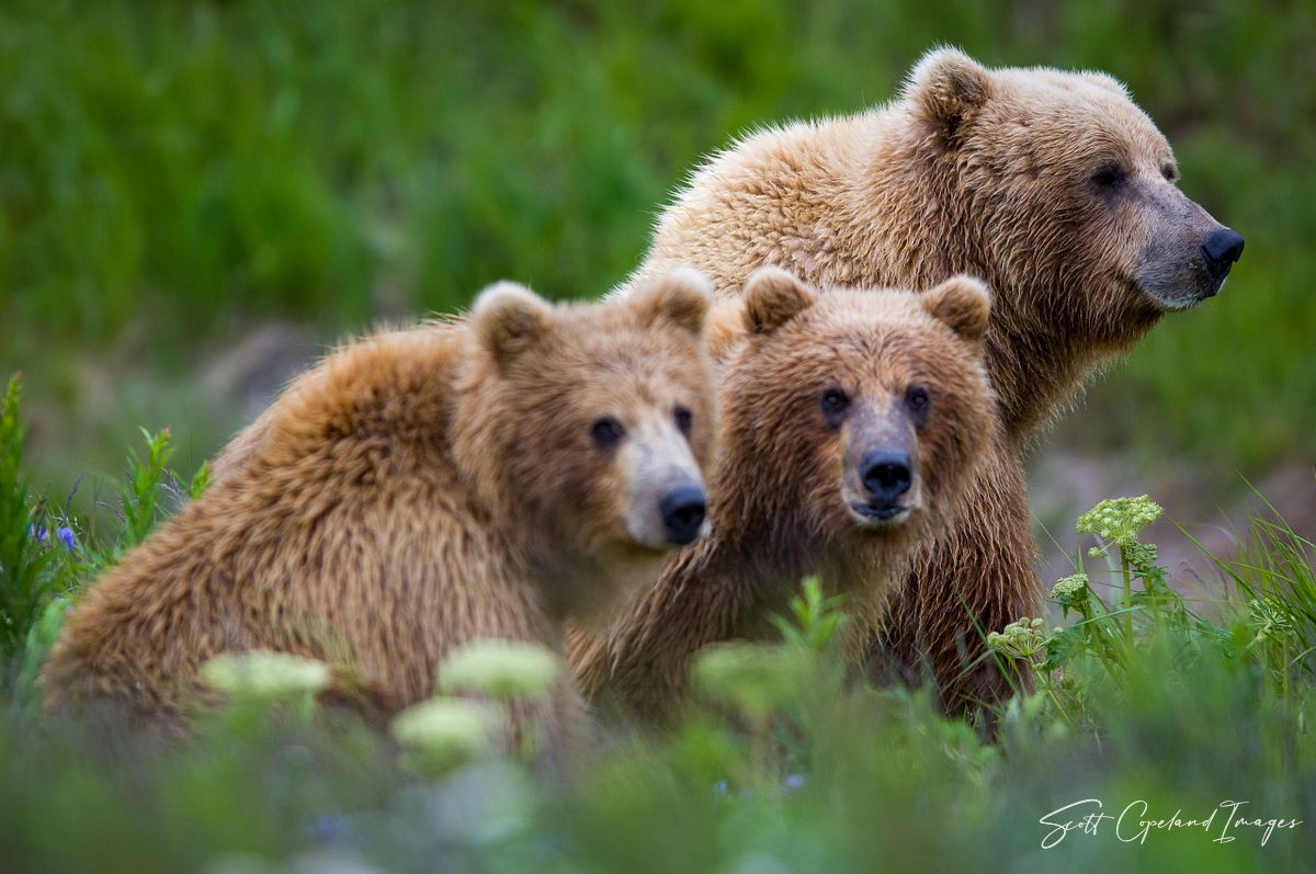 Solstice and her Cubs