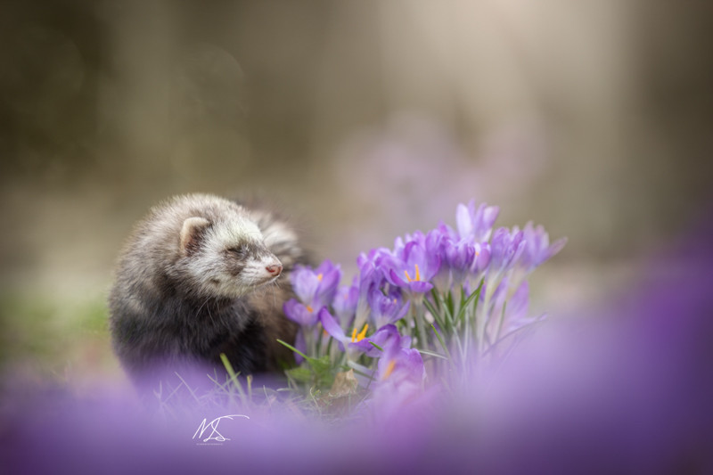 Fretje dat snuffelt aan paarse krokussen