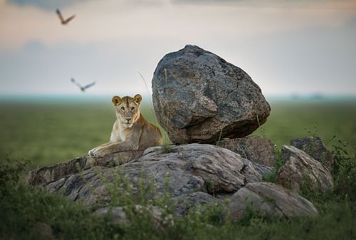 Lion, Serengeti