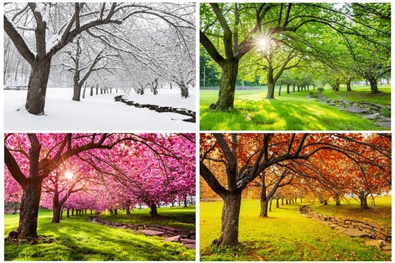 Spring, Summer, Fall and Winter Family Photo Sessions: Which Season is Right for You?