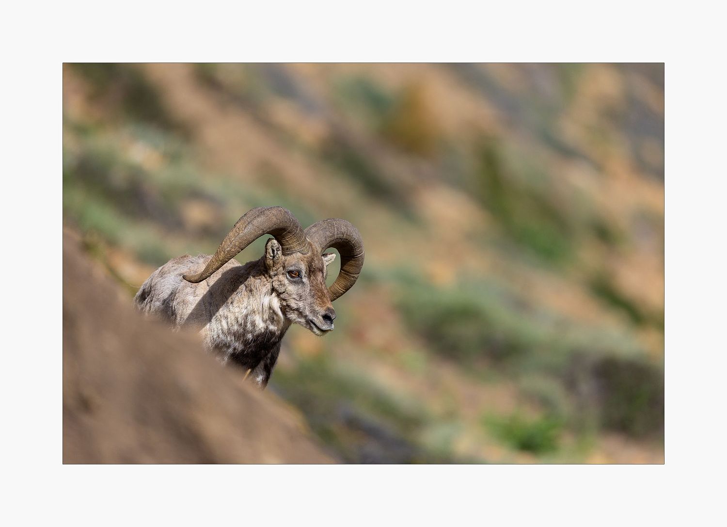 Andr&eacute; J Fanthome