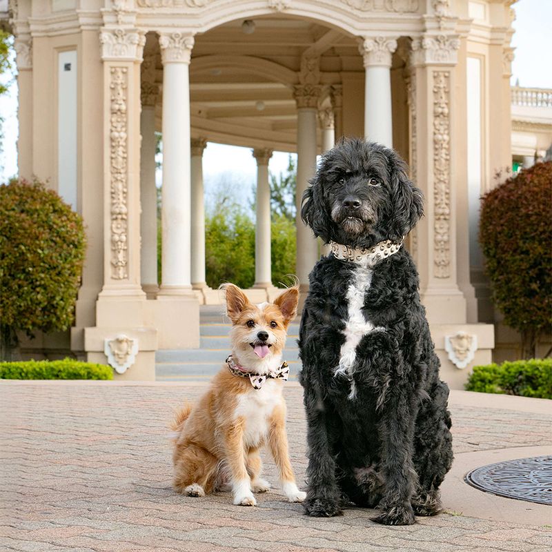 Vote for Lala and Harrison