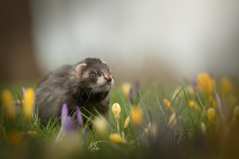 Fretje tussen de gele en paarse krokussen