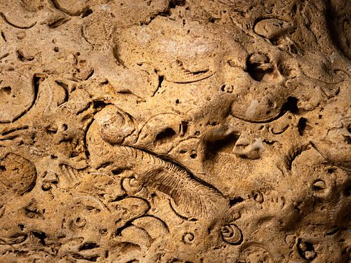 Fossil face in a cave